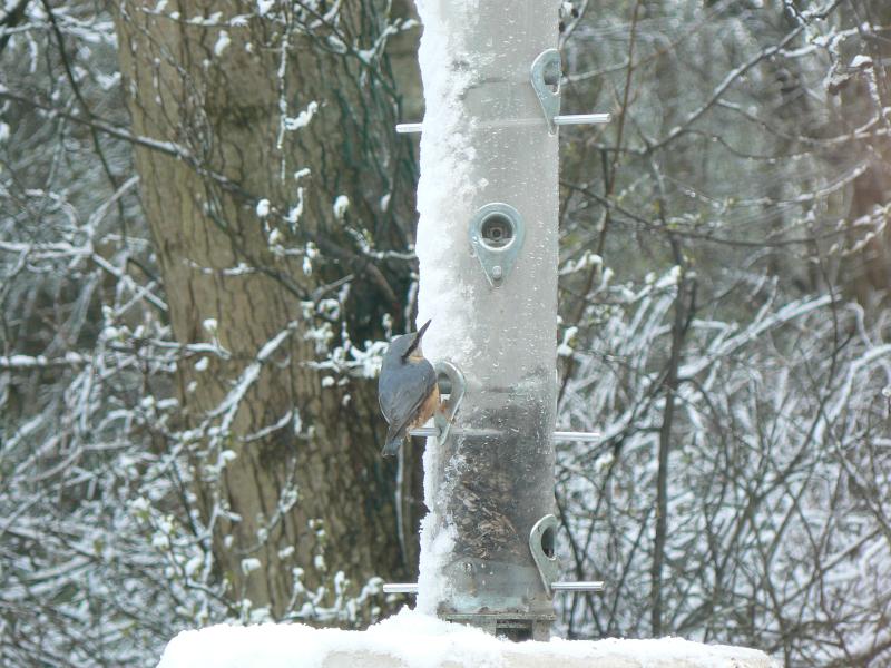 23 Nuthatch in snow.JPG